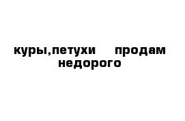 куры,петухи -  продам недорого